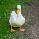 Plump Duck Suppliers 2.0
