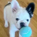 🐶𝓜𝓸𝓬𝓱𝓲 𝄞⨾🌸 (old)