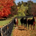 Tony Land 🐴🌈💐