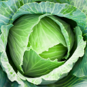 Cabbage Discord server icon