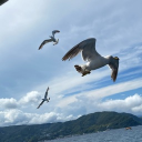 IKOI Discord server icon