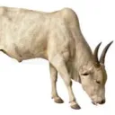 Bul Mania
