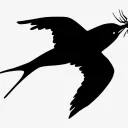 The Black Sparrows