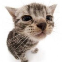 kittenheaven ༉‧₊˚. Discord server icon