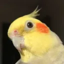 🐥🍋 Lemon's Birdie Club🍋🐥