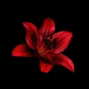 𝓛𝓸𝓼𝓽 𝓕𝓮𝓪𝓽𝓱𝓮𝓻 / CUST... Discord Server Icon