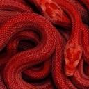 the garden of edging 🥀