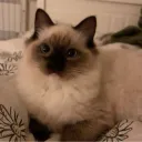 meow