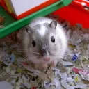 Gerbil Cage🐹