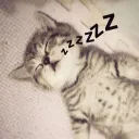 kitty