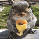 Squirrellele Discord server icon