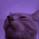 BILLU GANG🐱