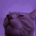 BILLU GANG🐱 Discord server icon