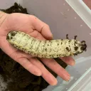 r/petbeetles