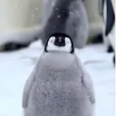 penguin lovers