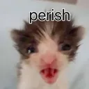 Molli and Bagel's Den