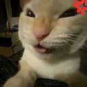 無法地帯