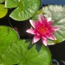 froggy pond