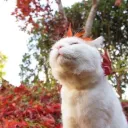 Cat Council: ₍^. .^₎⟆