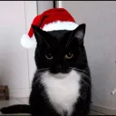 Jolly Cat Council: ₍^. .^₎⟆