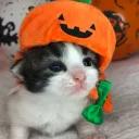 [Archived 2.0] Cat Council XP