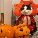 Cat Council: ₍^. .^₎⟆