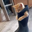 Cat Council: ᓚᘏᗢ