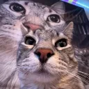 Cat Council :P