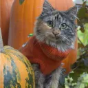 Cat Council: ₍^. .^₎⟆