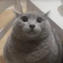 UNCANNY CAT GUH