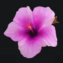 Hibiscus SMP