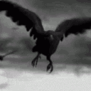 Shadow Ravens Discord server icon