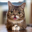 Lil Bub Solana Discord server icon