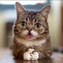 Lil Bub Solana Discord server icon