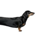 Weenie #VTTM