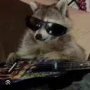 Raccoon wrold 2.0!!!!1!1