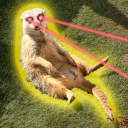 Sydney Gatherings Discord server icon