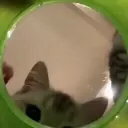 ⭒very silly pwople stuck in a ... Discord Server Icon