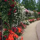 The Rose Garden
