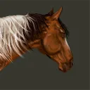 𝗖𝗹𝗼𝘃𝗲𝗵𝗶𝗹𝗹 𝗔𝗰𝗮𝗱𝗲𝗺𝘆 ⋆ 𝗥𝗥𝗣 🐴🏁