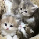 /Cat cafe