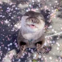 𓆩♡𓆪Otter's central river 𓆩♡𓆪 Games | Anime | Others𓆩♡𓆪