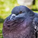 fatpigeongamer