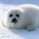 Seals .NET