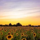 The Meadow