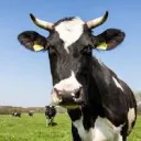 Prime cows