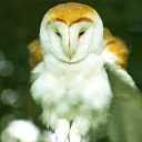 ◟‿︵ Owl Cafe ⑅⁄⁄͈˚ #REVAMP Discord server icon