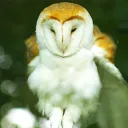 ◟‿︵ Owl Cafe ⑅⁄⁄͈˚ #REVAMP