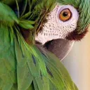 𝐏𝐚𝐫𝐫𝐨𝐭 𝐬𝐞𝐫𝐯𝐞𝐫 🦜