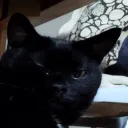 缶詰めのサーバー